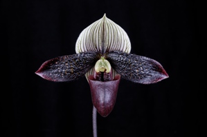 Paphiopedilum Petula's Sensation Black Wings AM/AOS 85 pts.